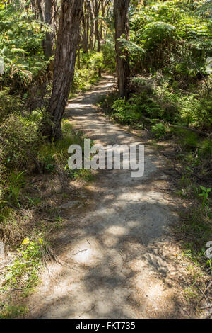 Dirt path in rural forest Stock Photo