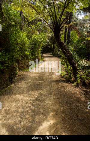 Dirt path in rural forest Stock Photo