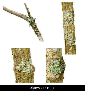 Lichen on a tree branch isolated on white background Stock Photo