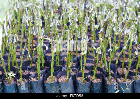 grafted rose branch in cloning plant technique