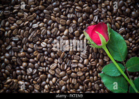Red rose on coffee bean background Stock Photo