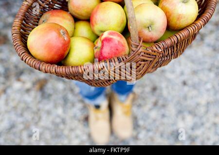 Basket full   homegrown apples, high angle Stock Photo