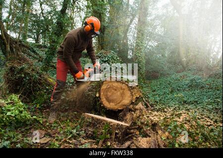 Male tree surgeon sawing tree trunk using chainsaw in forest Stock Photo