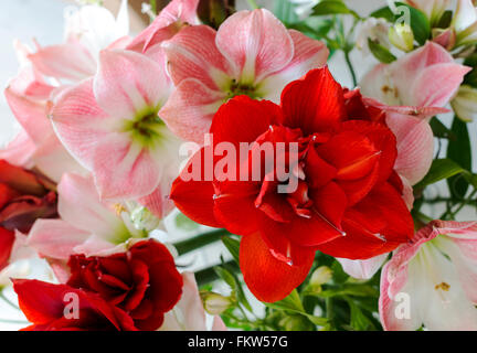 amaryllis flowers in red and soft pink Stock Photo