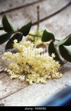 Elderflower blossom from elderflower plant on wood Stock Photo
