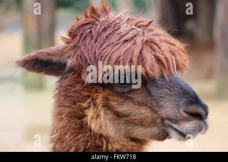 Llama at London zoo Stock Photo