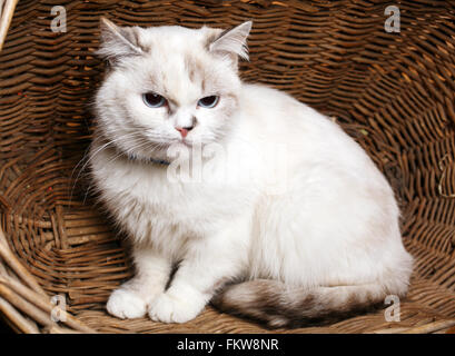 White Cat sitaing  in the basket Stock Photo