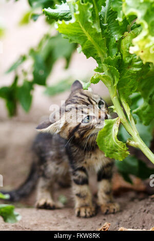 little kitten walking on the garden Stock Photo - Alamy