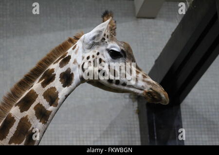 Giraffe at london zoo Stock Photo