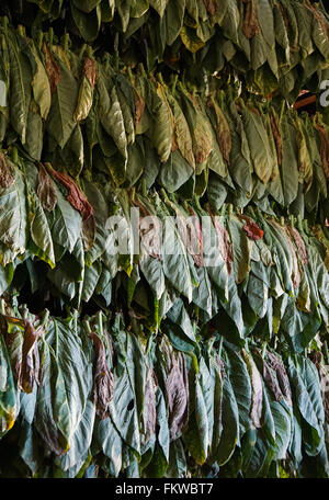 Tobacco leaves are harvested and hang to dry in the drying shed Stock Photo