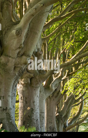 Beech Avenue, Kingston Lacy Stock Photo