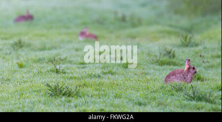 Rabbits at dawn on a dew covered meadow, misty morning in Spring. Sussex, UK. April Stock Photo