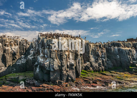 Seabirds including guillemots and kittiwakes nesting on cliffs in the Farne Islands, Northumberland, UK. May Stock Photo