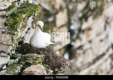 Gannets nest on precarious ledges at Bempton Cliffs, Yorkshire. May Stock Photo