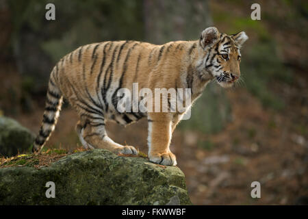 Bengal Tiger / Koenigstiger ( Panthera tigris ), young animal, standing on a rock in a natural forest, looks down. Stock Photo