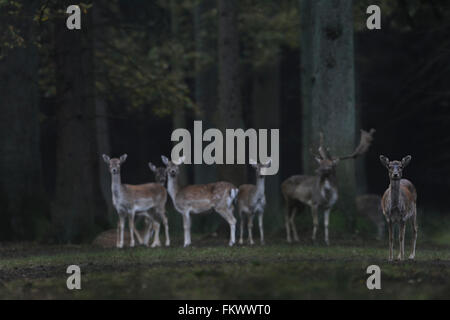 Fallow Deer ( Dama dama ), shy little group of hinds with buck at daybreak, while rutting season, in front of a dark forest. Stock Photo