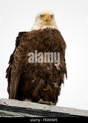 Bald Eagle Stock Photo