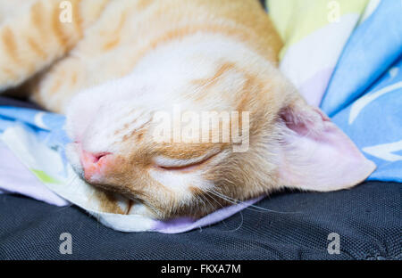 Orange tabby cat happily sleeping in a chair. Stock Photo