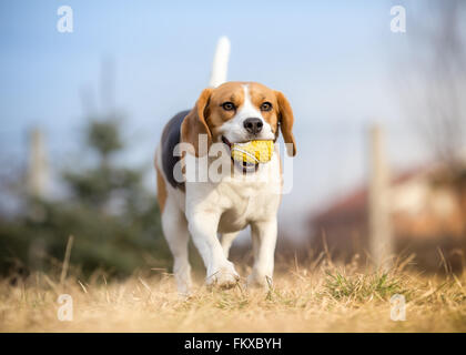 Playing fetch with Beagle dog Stock Photo