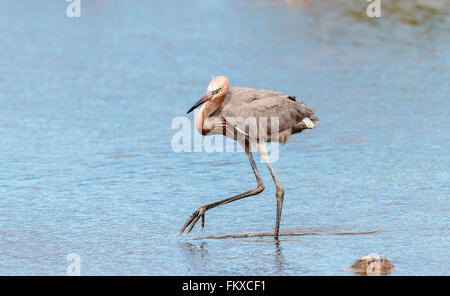 Reddish Egret looking for food in blue water Stock Photo