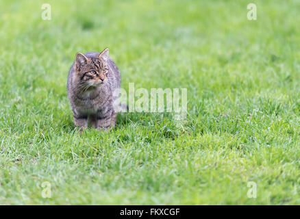 A single Scottish wildcat kitten {Felis silvestris}, standing and facing the camera Stock Photo