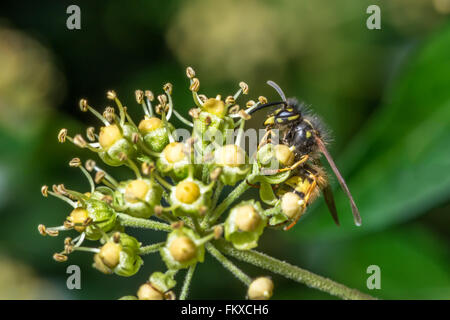 A common wasp {Vespula vulgaris} feeding on the late flowering ivy flowers in October. Nottingham. Stock Photo