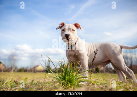 White American Staffordshire terrier puppy standing on grass Stock Photo