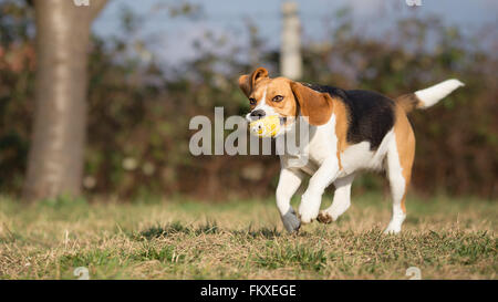 Dog running with a toy in her mouth Stock Photo