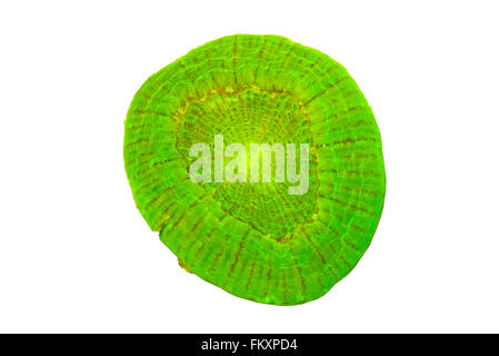 A solitary stony coral {Scolymia} sp. isolated against a white background. Subject is fluorescing bright green under ultraviolet Stock Photo