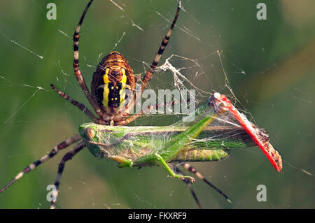 Wasp spider (Argiope bruennichi / Aranea brünnichii) female on spiral orb web wrapping its caught grasshopper prey in silk Stock Photo
