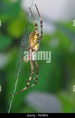 Wasp spider (Argiope bruennichi / Aranea brünnichii) female on spiral orb web Stock Photo