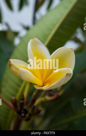 Magnolia flower Stock Photo