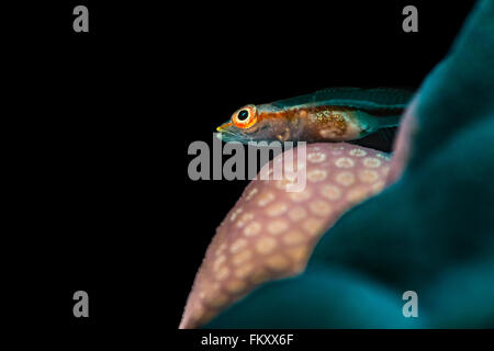 Common ghostgoby {Pleurosicya mossambica} on Porites coral against a black background. Egypt, Red Sea. June. Stock Photo