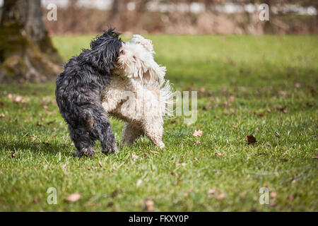 White and black havanese dogs playing in the grass of a park Stock Photo