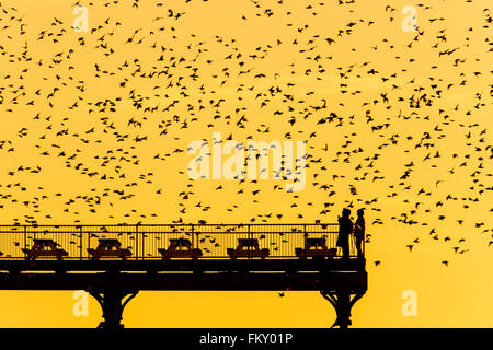 Aberystwyth Wales UK, Thursday 10 March 2016   UK weather:s As the sun sets, flocks of thousands of tiny starlings fly in huge spectacular ‘murmurations’ over  Aberystwyth pier . Credit:  keith morris/Alamy Live News Stock Photo