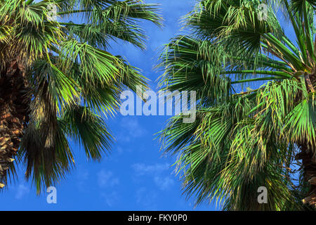 two palm trees on a background of the cloudy sky Stock Photo