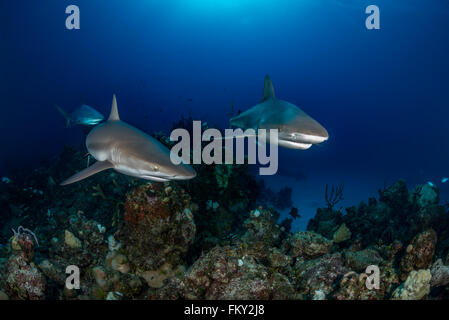 Near Eleuthra in the Bahamas, there are opportunities to get very close to Caribbean Reef Sharks. December Stock Photo