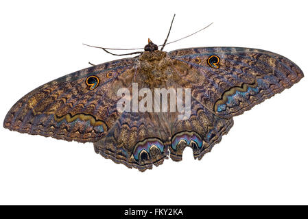odorata moth witch alamy known