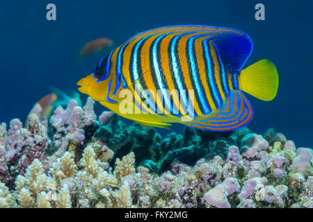 Regal angelfish {Pygopllites diacanthus} in profile against a coral reef background. Red Sea, Egypt. June Stock Photo