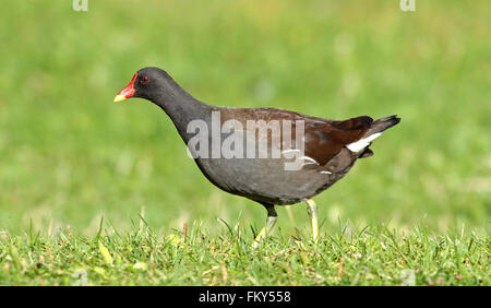 Common moorhen, gallinula chloropus walking on green grass Stock Photo