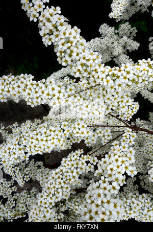 Many small white flowers against a dark background. Taken on a shrub in spring in close-up. Stock Photo