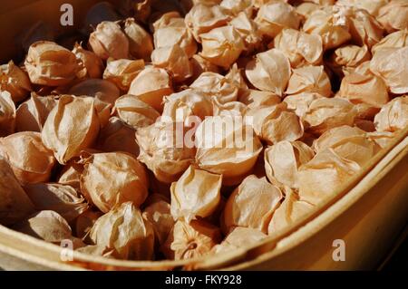 Physalis ground cherry fruit at the farmers market Stock Photo