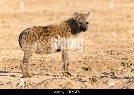 Spotted hyena (Crocuta crocuta) in the Ol Pejeta reserve, Kenya Stock Photo