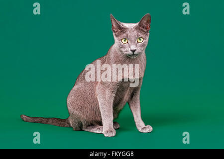 Purebred cat, Russian Blue, cat, 4 Stock Photo