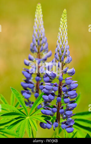 Blue lupine (Lupinus sp.), flowers, North Rhine-Westphalia, Germany Stock Photo