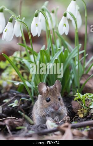 House mouse (Mus musculus) looking out of its burrow, Hesse, Germany Stock Photo