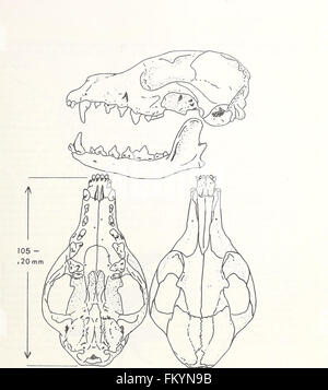 An ecological and taxonomic review of the swift fox (Vulpes velox) with special reference to Montana (1991) Stock Photo