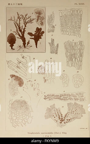 A detailed illustration of Japanese algae, highlighting species native ...