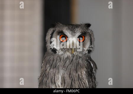 Northern White-faced Owl  Ptilopsis leucotis,head and shoulders looking into the camera Stock Photo