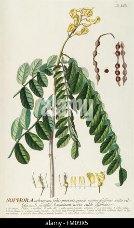 Plantae selectae quarum imagines ad exemplaria naturalia Londini, in hortis curiosorum nutrita (Tab. LIX) Stock Photo